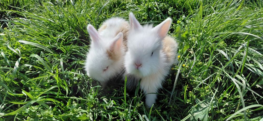 Pui iepure cap de leu