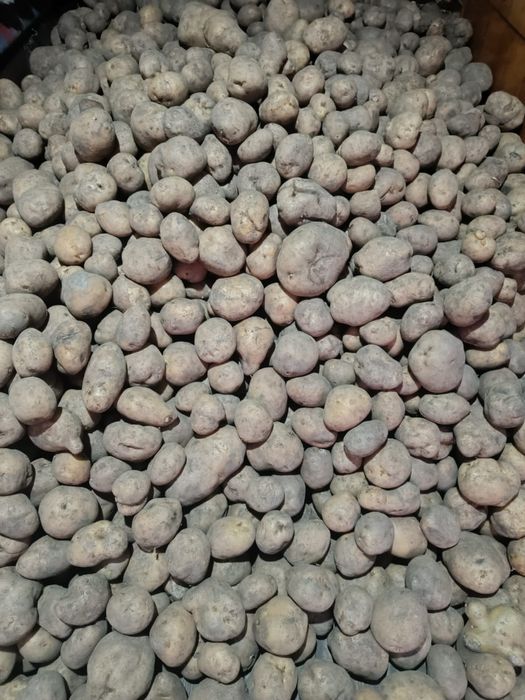Продам картофель едовая желтая
