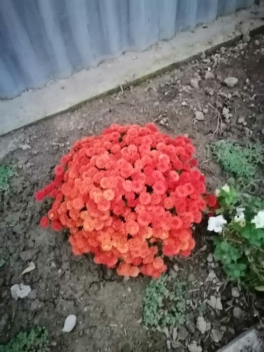 Продам хризантемы многолетние разные недорого!