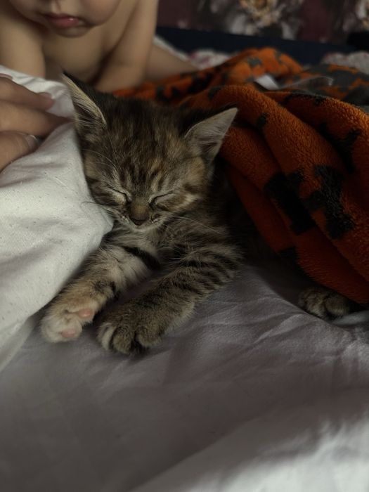 Отдам котенка 2,5 меяца