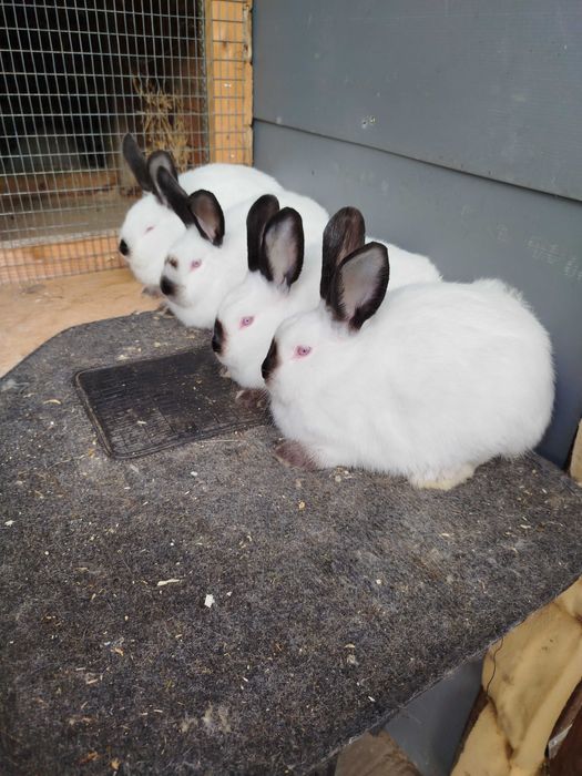 Зайци калифорнийци