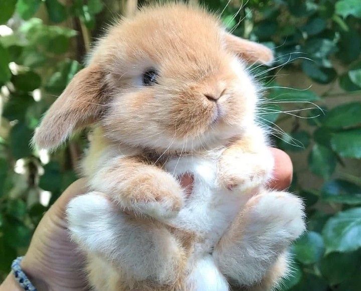 Карликовые кролики