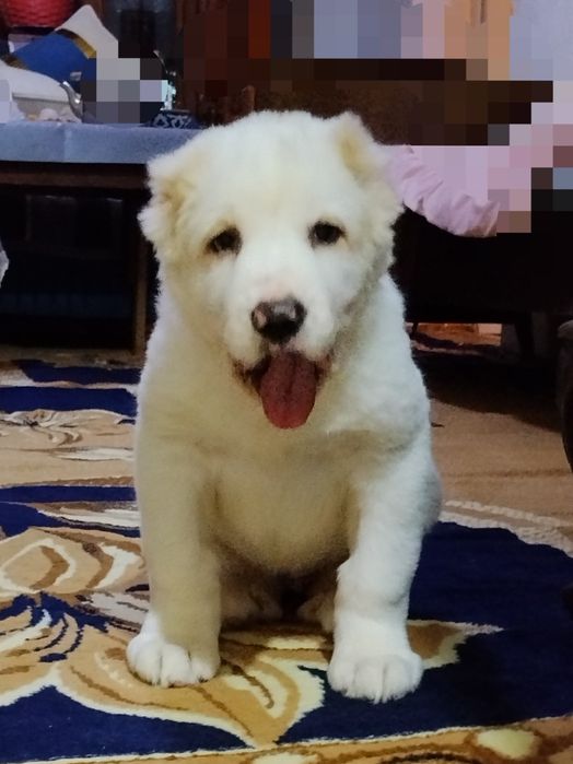 АЛАБАЙ щенок девочка продается