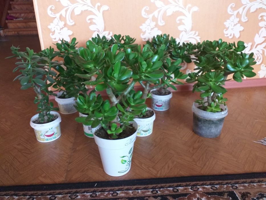 Цветы домашние разные