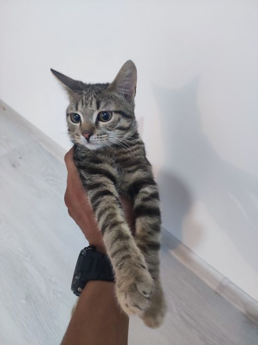 Отдали котенка бесплатно