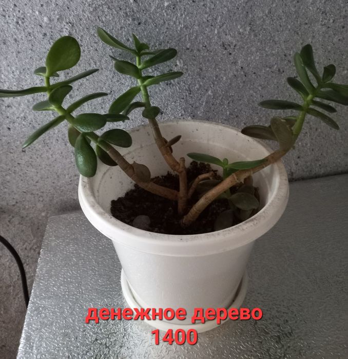 Комнатные цветы отростки