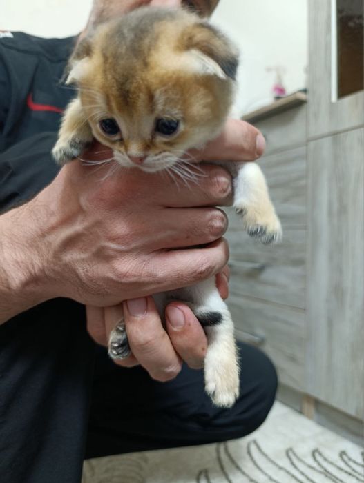 Zalatistiy shinshilla