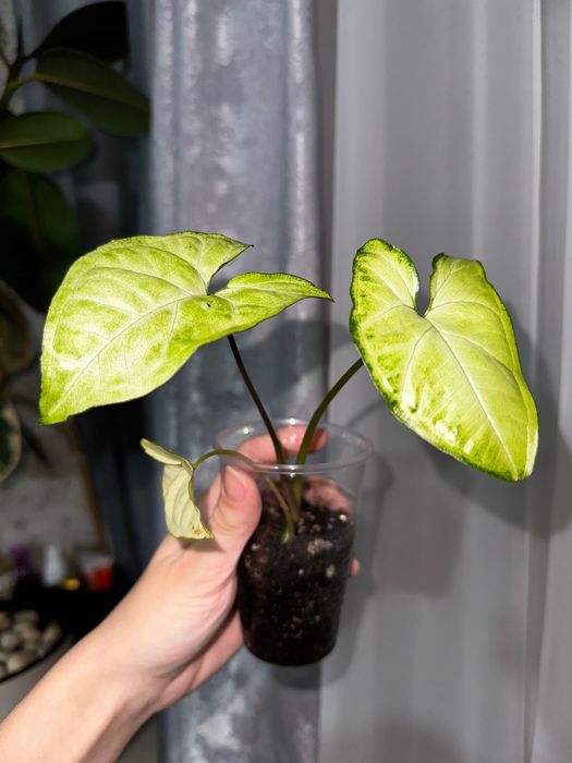 Продам разные цветочки