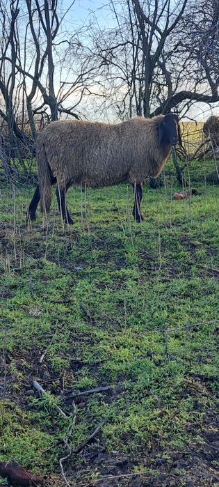 Berbec sarbesc tanar