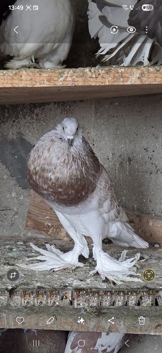 Porumbei de vânzare