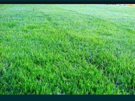 Газон экамиз уругдан, рулон газон экамиз