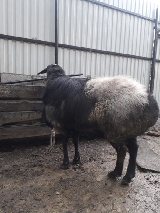 Кой сатылады срочна