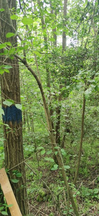 Vând pădure cu teren strada