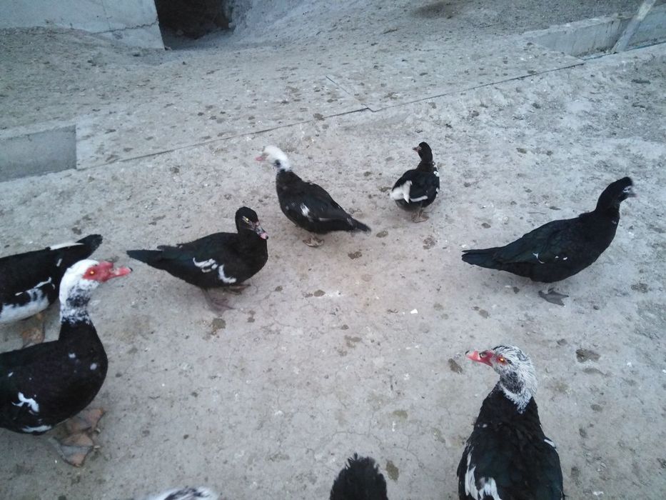 Индейский урдак ва тухумлари сотилади