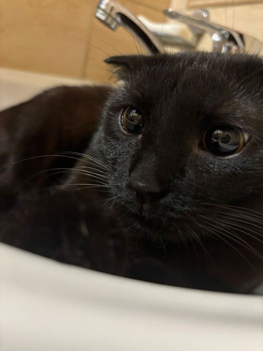 Кот в хорошие руки