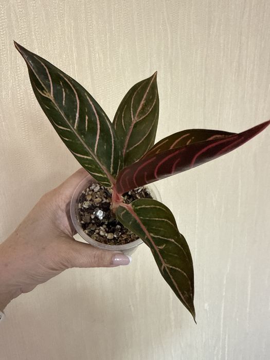 Продаю Аглаонемы цветы