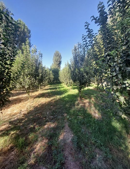 Дурмон Қ.Ф.Й. Мурод Шералиев маҳалласида 11 сот. ер участкаси сотилади