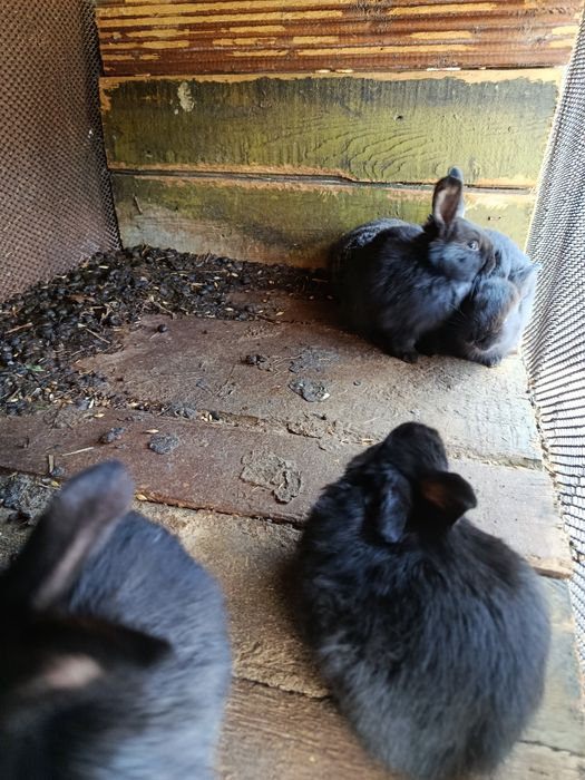 Продам крольчат.