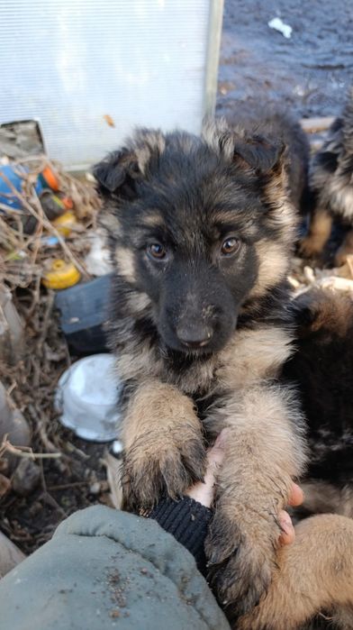 Щенок немецкой овчарки