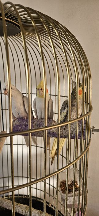 Papagali nimfe cu colivie mare