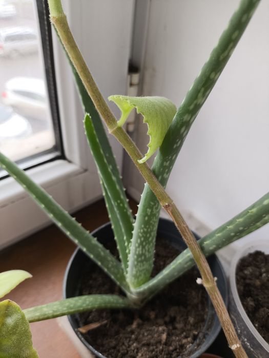 Распродажа цветов