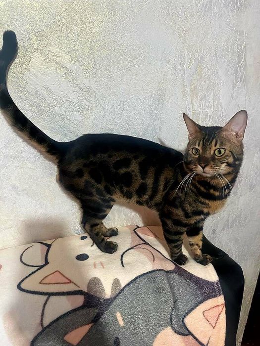 Бенгальские котята