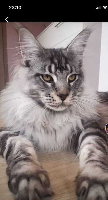 Вязка  породы Мейн-кун