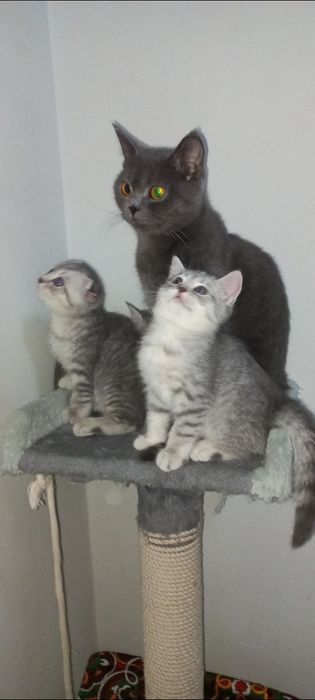 Britanskiy strayd 100$ sotiladi