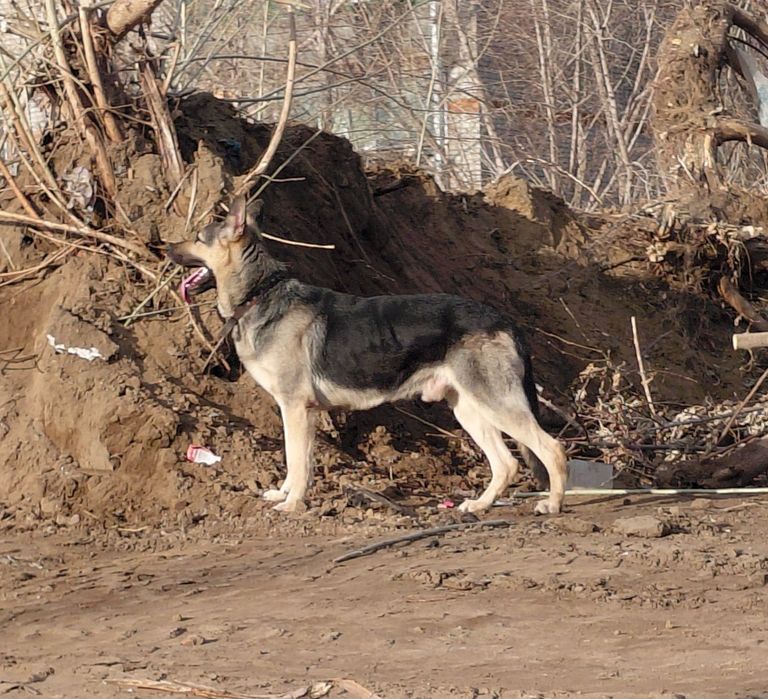 Кобель ВЕО для вязки.