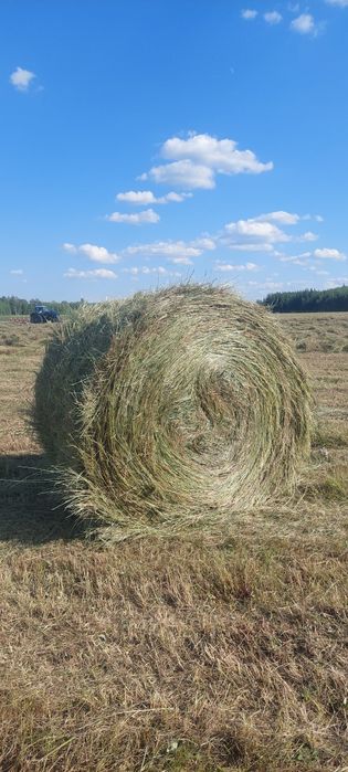 Продам сено лесное