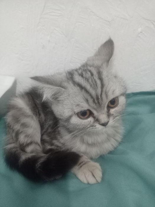 Кошка Шотландская вислоухая Scottish fold