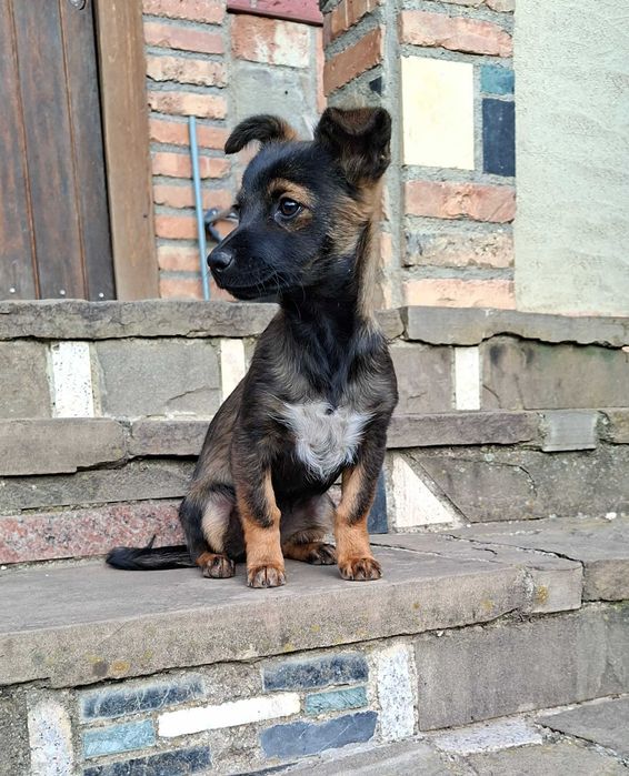 Cautam familie iubitoare pt o catelusa găsită
