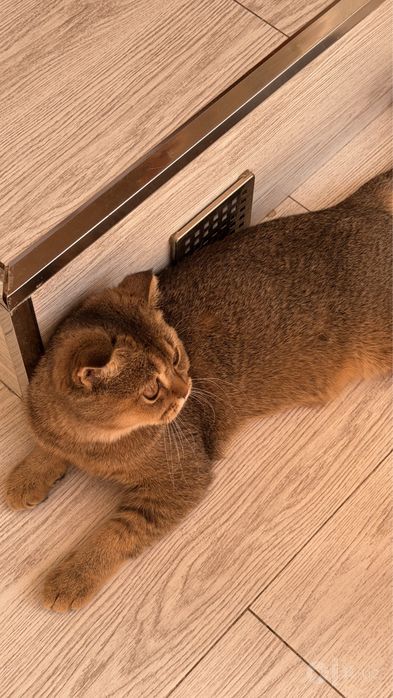 Скотиш Фолд 5 месяцев