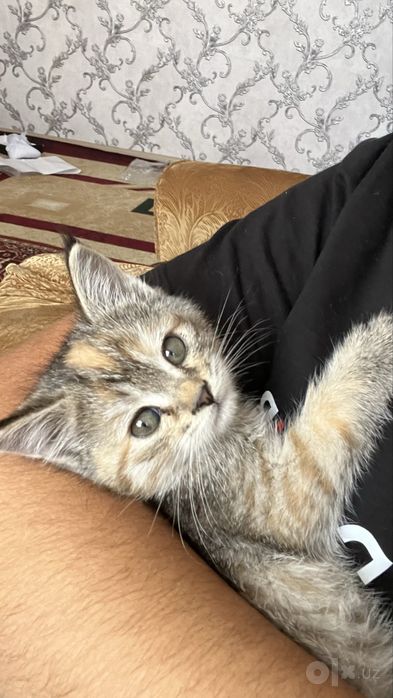Котенок бесплатно