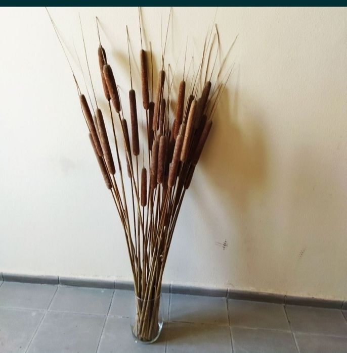 Продам сухоцветы