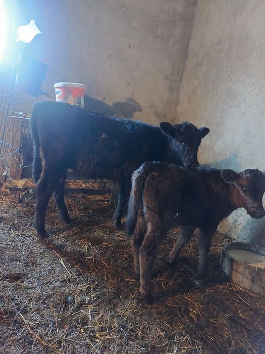 De vânzare 4 viței