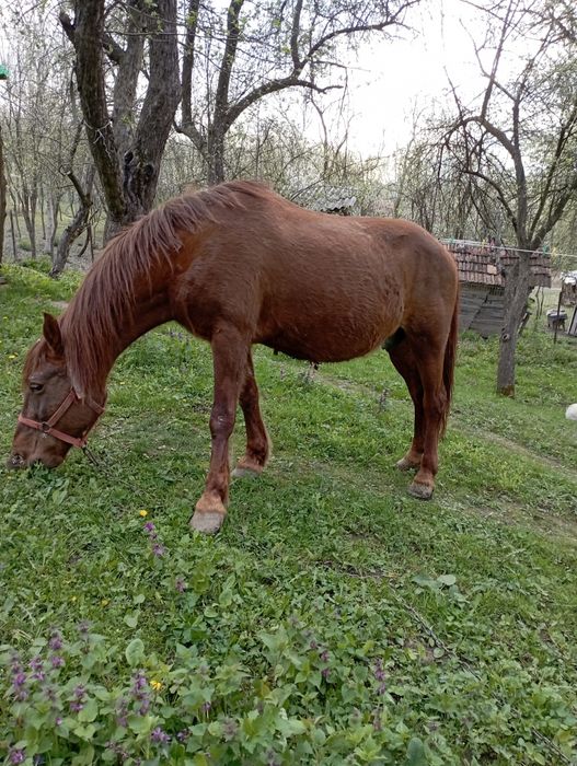 Iapa de vânzare Starchiojd prahova