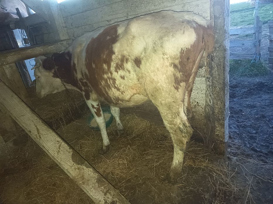 De vânzare vițeauă