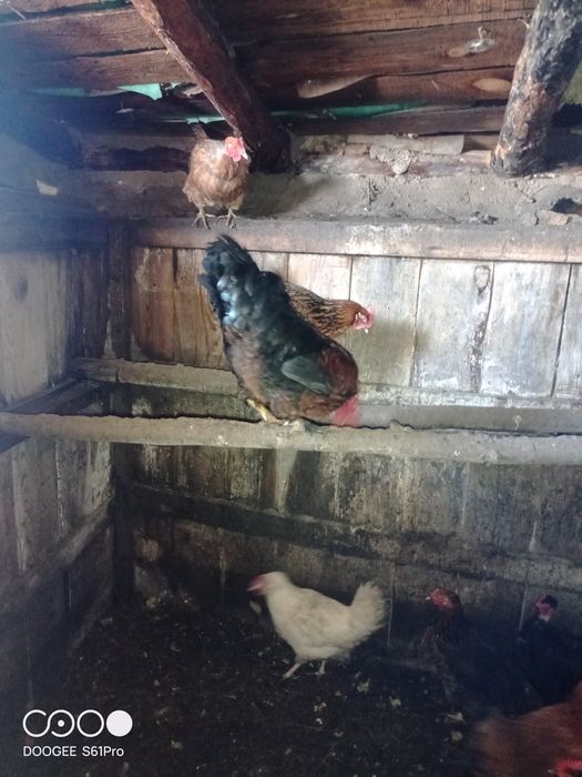Продам кур домашних