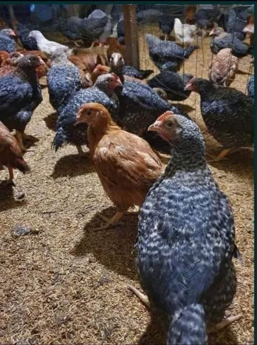 Rasa mixts rosu porumbac