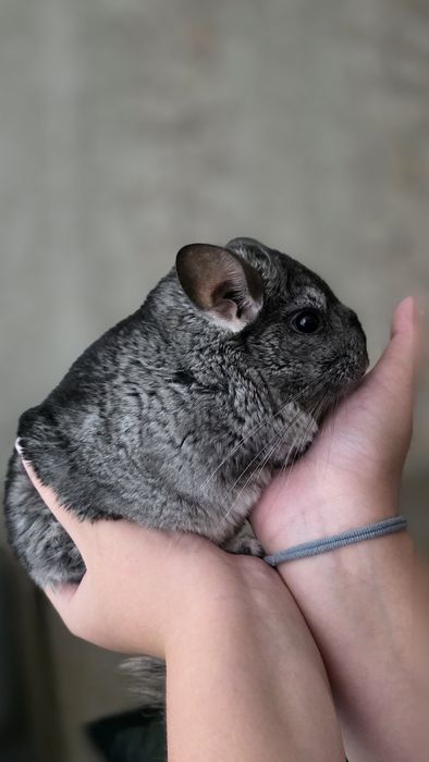 Шаншилла, мальчик 7 месяцев