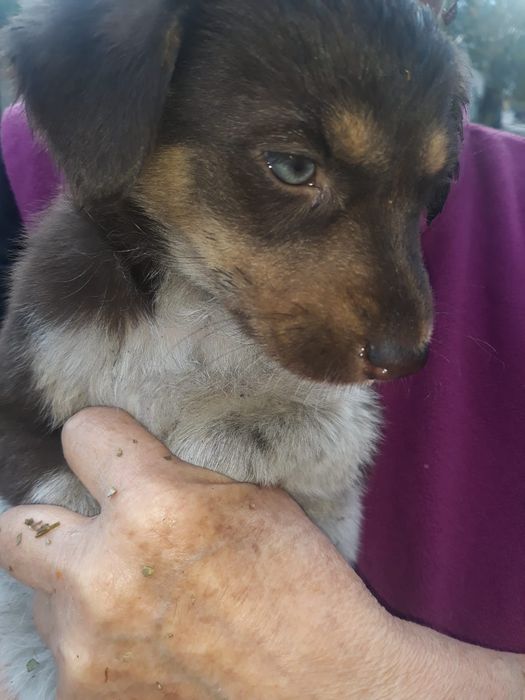 Щенки в добрые руки.