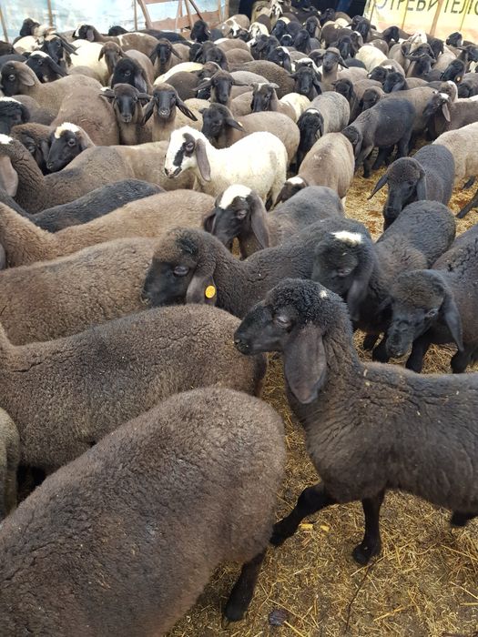 Продавам агнета различни килограми