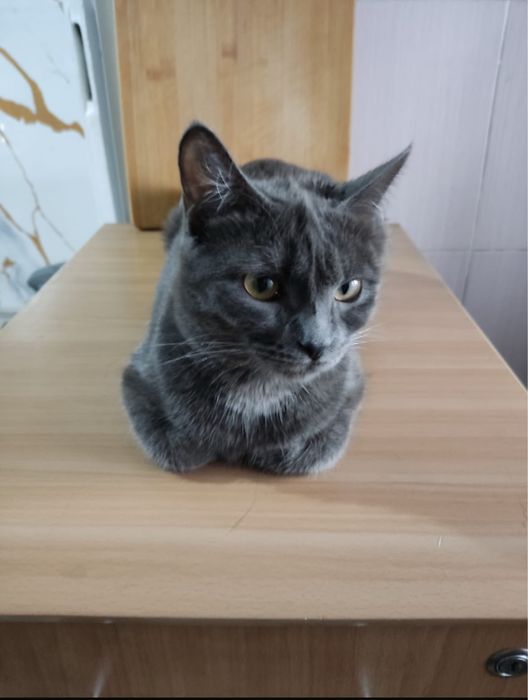 отдам в заболивые руки