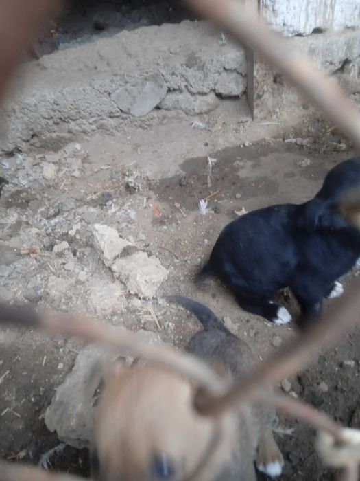 Pitbull it bolalari sotiladi