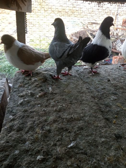 Vând porumbei uriaș maghiar,Strasseri și Chingi