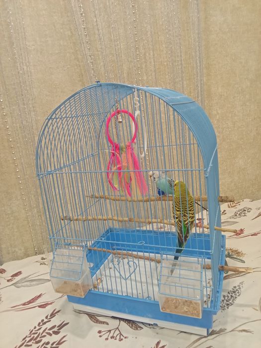 Продам попугаев.