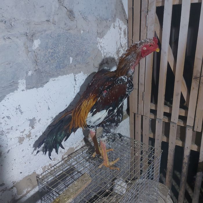 Корейц  китай   4.5 кг