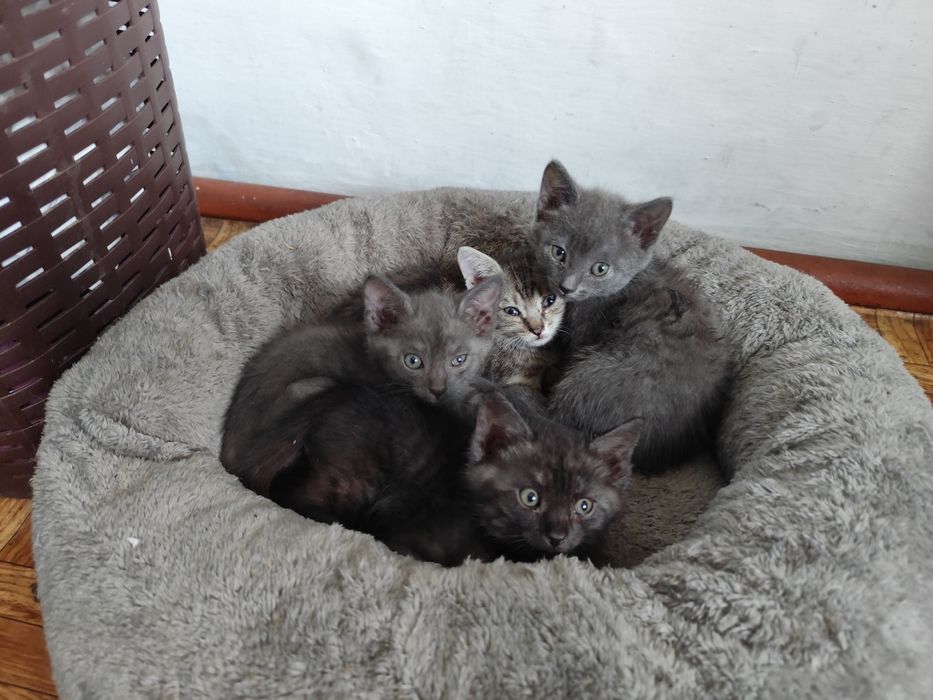 Котята в добрые руки