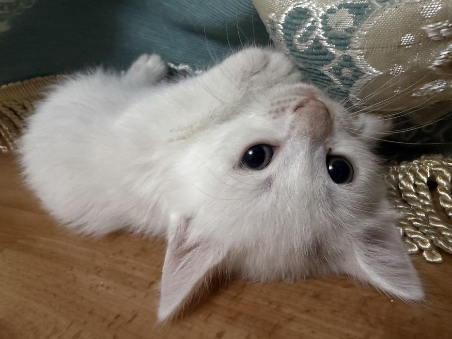 отдам котенка в добрые руки